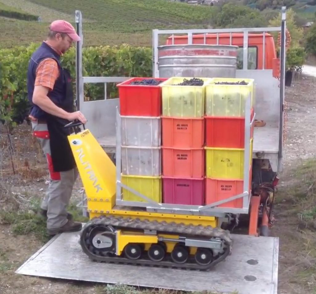 Electric carrier on crawlers transporting freshly harvested grapes through vineyard rows for efficient post-harvest operations.