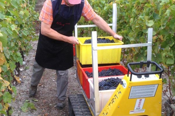 Electric carrier on crawlers navigating a rugged vineyard slope while transporting tools and harvested grapes efficiently.
